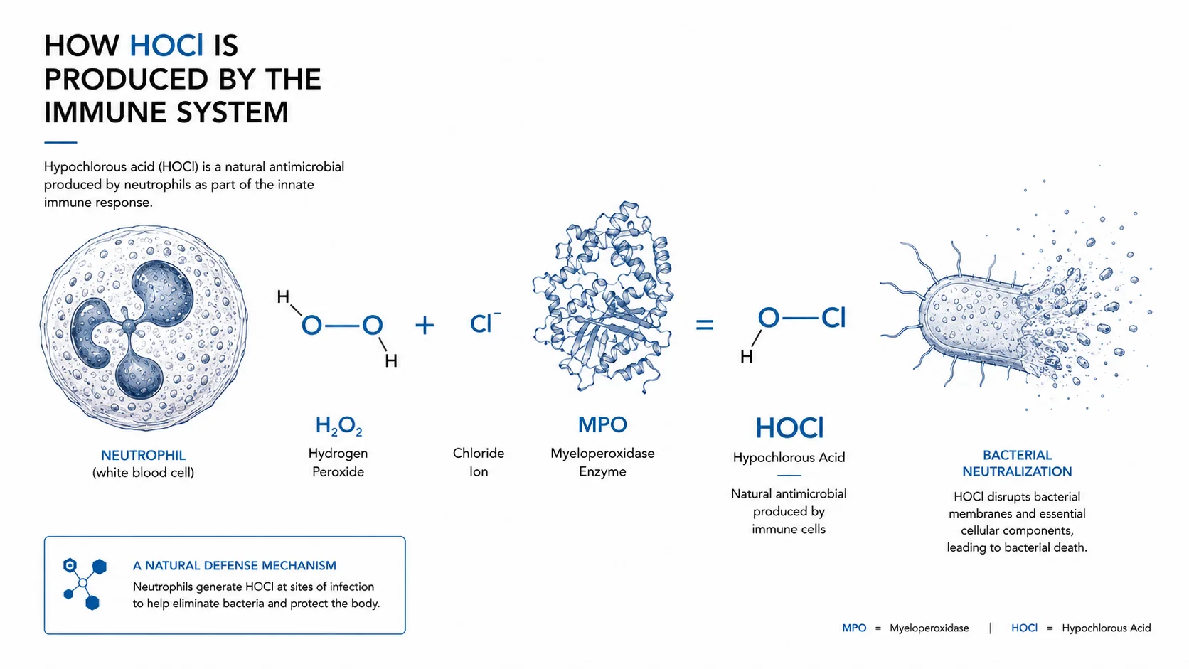 How the immune system produces HOCl: a neutrophil uses the enzyme myeloperoxidase to combine hydrogen peroxide and chloride ions into hypochlorous acid, which then neutralises bacteria